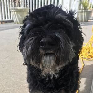 Meet your Posher, Cooper